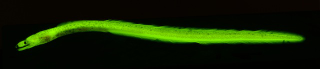 Illustration for article titled These new species of biofluorescent fish are beautifully strange
